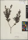 Foto von Salix purpurea L.